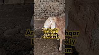 Arashan qochqor Masha alloh #arashan #arashap #goat #elita #elita7 #rek #rels