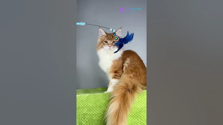 Video 11127891: tabby maine coon kitten, tabby bicolor maine coon, red tabby maine coon, tabby maine coon male, gorgeous maine coon kitten, gentle maine coon, mainecoon