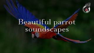 BEAUTIFUL PARROT AND MACAW SOUNDSCAPES | THE BEST AMBIENCE FOR PARROTS LEFT ALONE screenshot 2