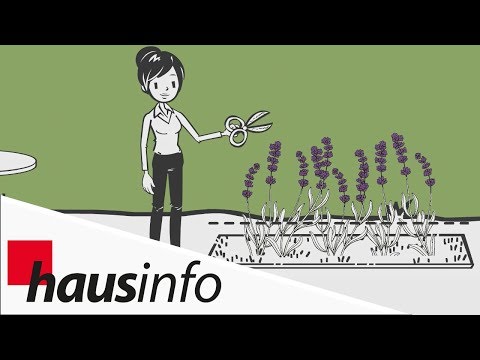 Video: Voksende Lavendel: Nyttige Tips