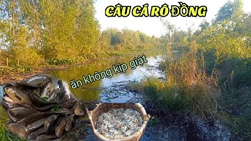 Câu Cá Rô Đồng Bằng Mồi Này Cá Ăn Giật Muốn Kịp  @SangHuynhVlog
