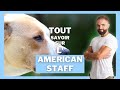 American staff dog breed: character, training, behavior, health of this breed dog