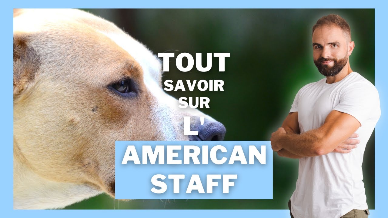 American Staff
