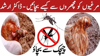 Save Your Chickens From Mosquitoes & Fowl Pox | Dr Arshad