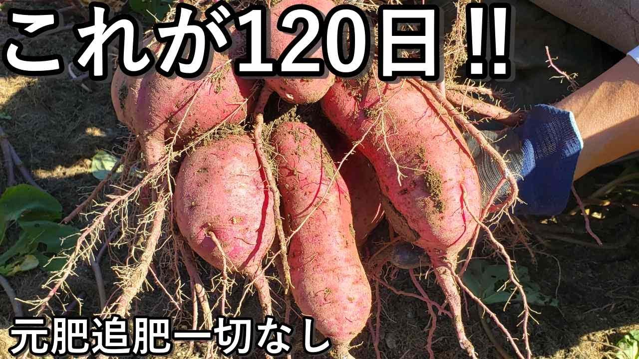 栽培期間120日のさつま芋を掘ったらとんでもないことになりました