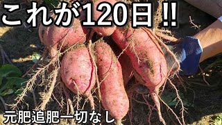 栽培期間120日のさつま芋を掘ったらとんでもないことになりました
