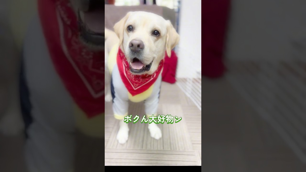 スイカも大好物たいッ🍉🐶💕