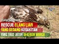 RESCUE ELANG BRONTOK YANG SAKIT • Elang Liar Jatuh di Kebun Warga Batam • Mangsang Kebun Kota Batam