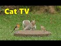 Cat TV - Entertainment for Cats ~ Squirrels and Birds Delight
