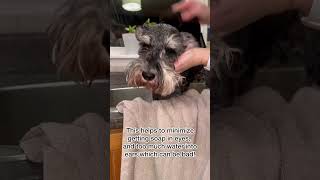 Bathing a Mini Schnauzer