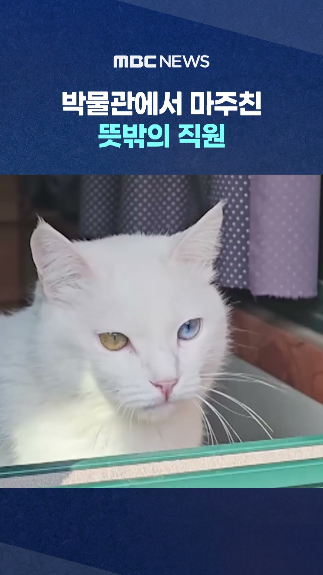박물관에서 마주친 뜻밖의 직원 #Shorts (MBC뉴스)