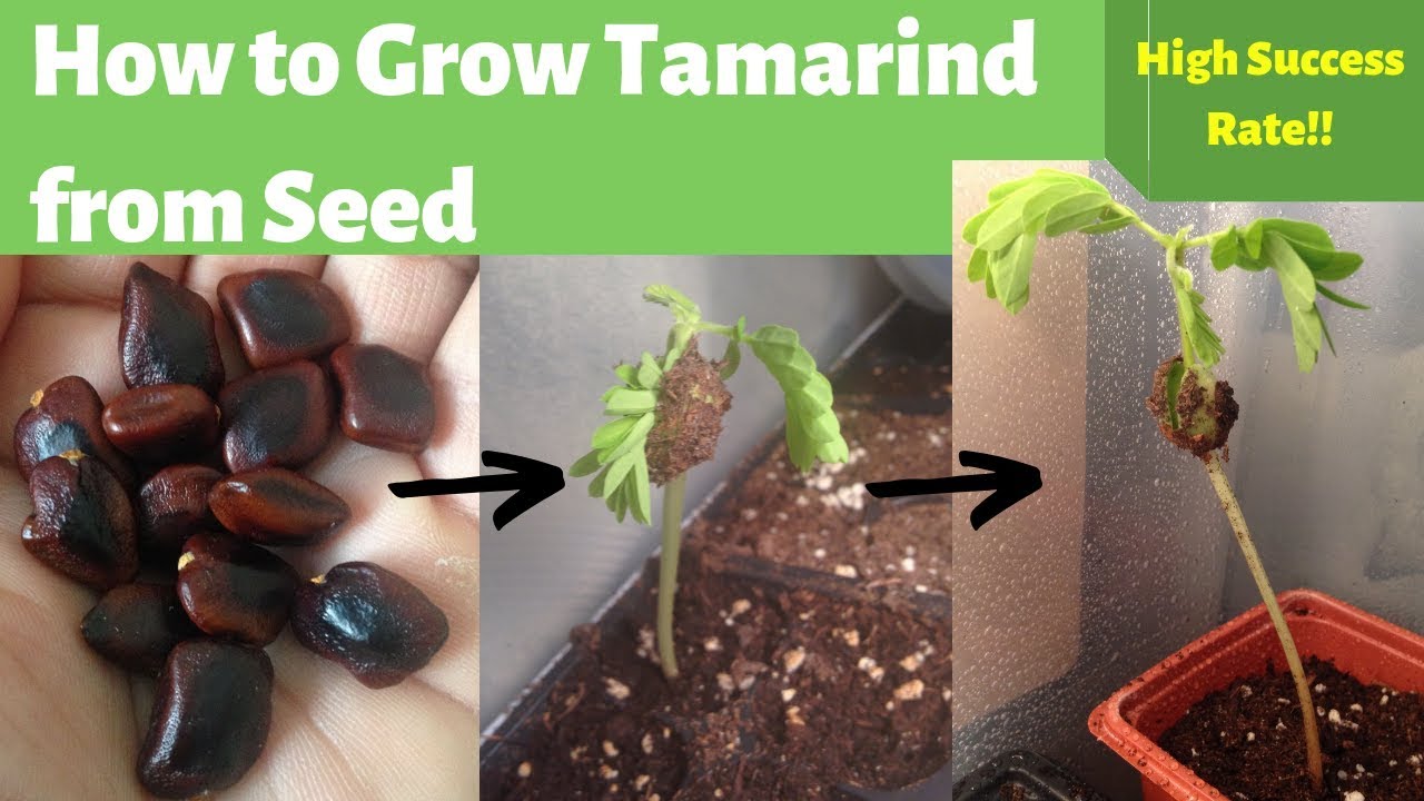 How To Grow Tamarind From Seed Germinating Tamarind Seeds Youtube