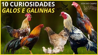 RECORDAÇÕES DA ROÇA &quot;Galos e Galinhas&quot; 10 CURIOSIDADES SOBRE As Aves!