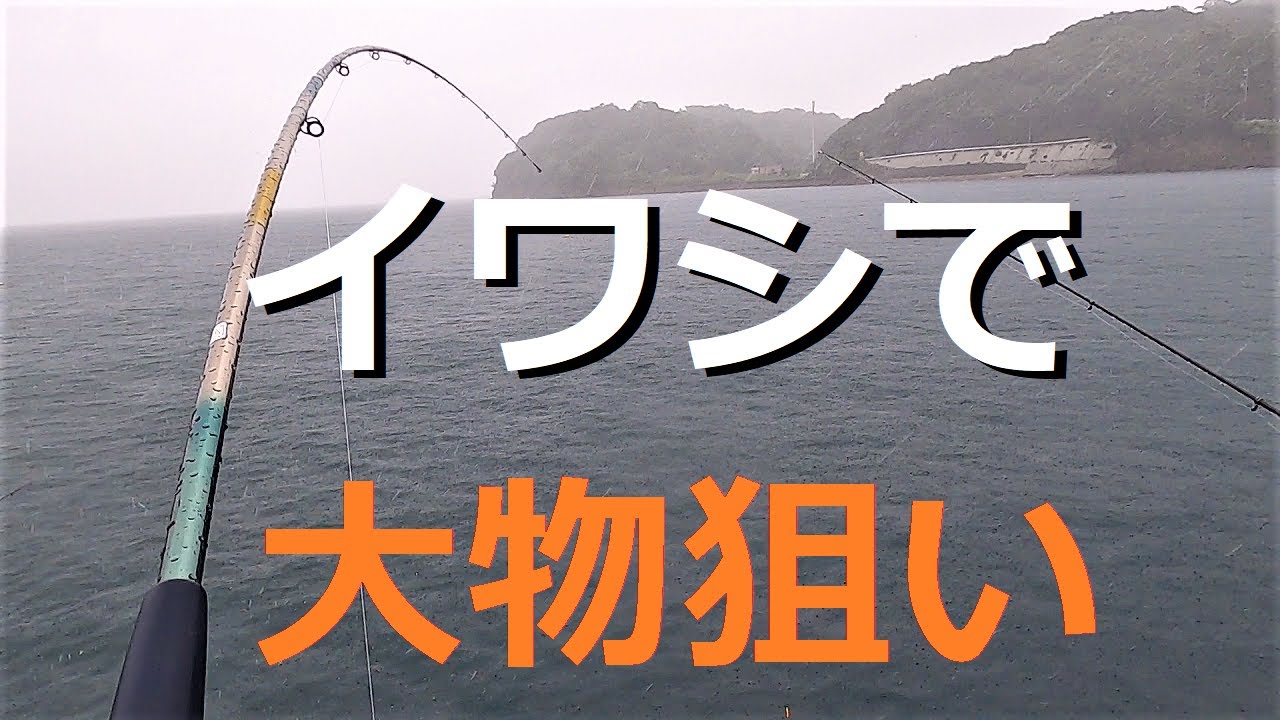 大雨でハマチ とっとパーク のませサビキ釣り Youtube