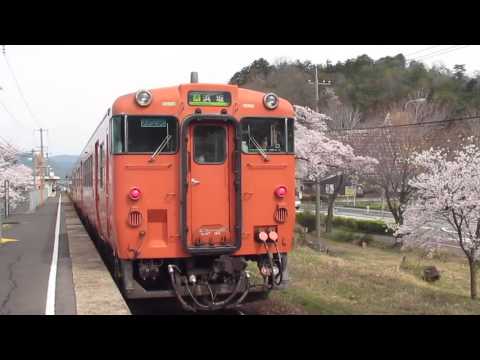 JR西日本山陰本線 浜坂行き普通キハ47 桜満開の大岩駅に