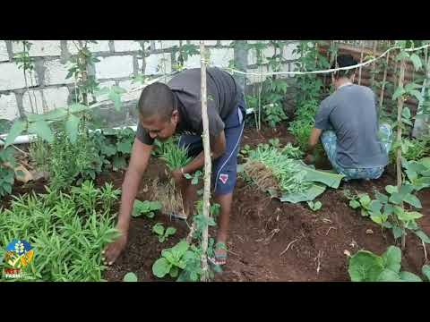 Panen Sayuran Organik di Pekarangan Rumah