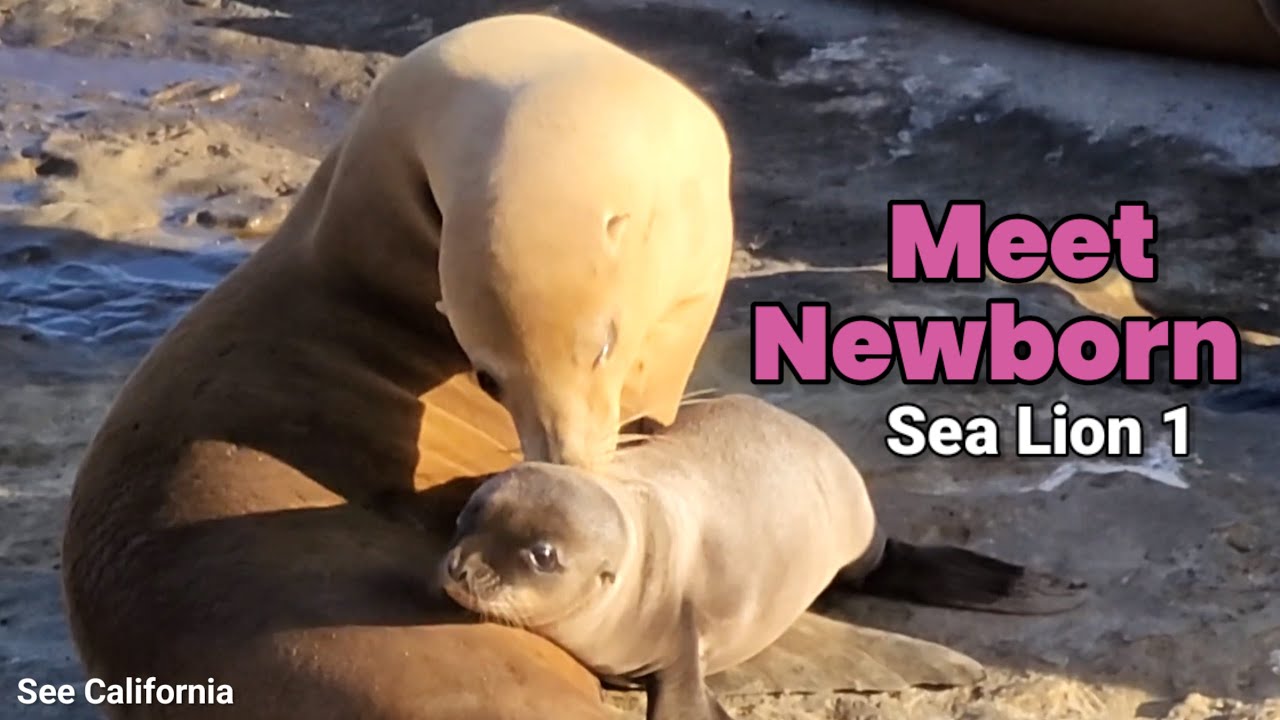 Meet Newborn Sea Lion 1