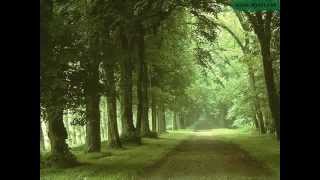 Şeyda Karadeniz- Sensizim