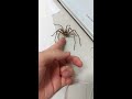[軍曹]大きいアシダカグモを触らせていただいた Japanese Big spider. I try to be friend. Thank you for letting me touch.