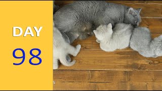 DAY 98 - Baby Kittens after Birth | Emotional by Funny Cats Footage 288 views 1 year ago 1 minute, 46 seconds