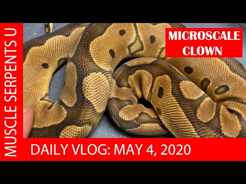 MICROSCALE: THE BUMPY BALL PYTHON!  May 4, 2020