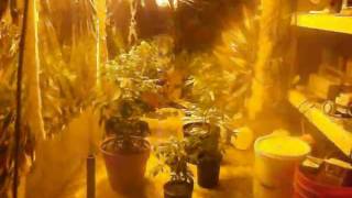 VEG.medical veg room