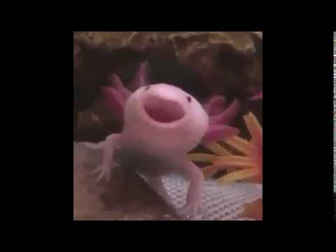 axolotl's-island-meme