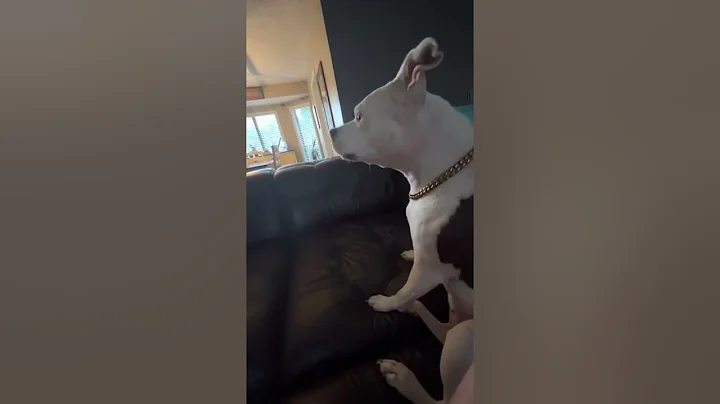 Pitbull, Prada gives howling a try..