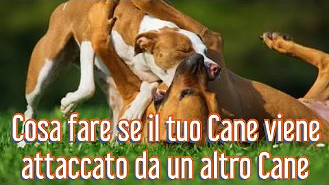 Cosa fare quando un pitbull attacca?