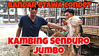 PUSAT KAMBING SENDURO JAKARTA | BANDAR ETAWA CONDET