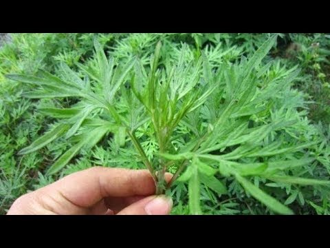 泡脚也能祛寒除湿，送你4个泡脚小秘方，保养身体不成问题