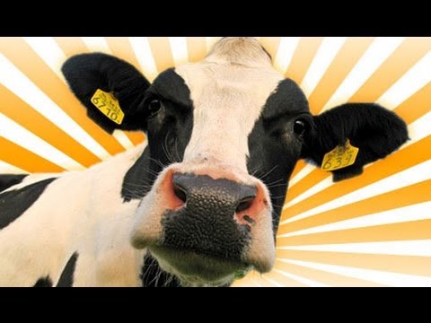 Two Cows - 11/3/2011 - Joke of the Day