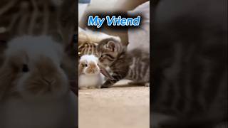 Kat en sy vriende##oulikekat #katjie #vriendskap #oulikekat #kortbroek #dieroulik #vriendkat Kat en sy vriende##oulikekat #katjie #vriendskap #oulikekat #kortbroek #dieroulik #vriendkat