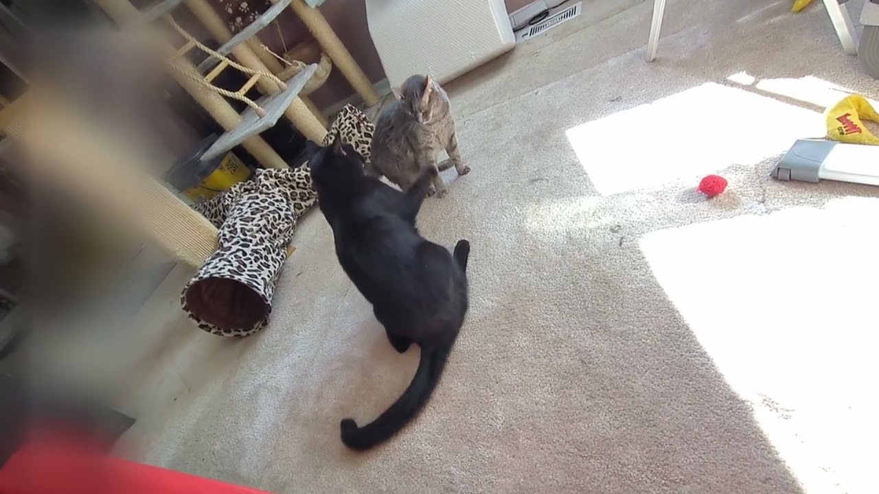 Cats Gently Wrestling
