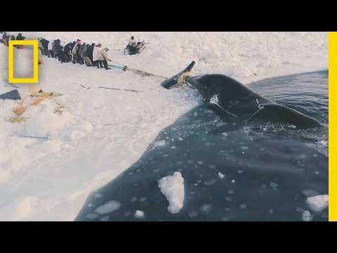 Thumbnail for the embedded element "Experience a Traditional Whale Hunt in Northern Alaska | Short Film Showcase"