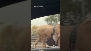 Loose horse causes chaos in Bondi Junction peak-hour traffic