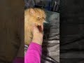 Mila talking#cat #cute #persian #persiancatcorner #catlover