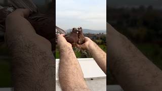 Şampiyonluk Adaylar