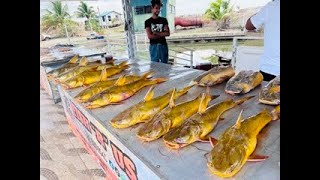 Day 3 in Guyana | Visiting loved ones on the West Coast/Buying Gilbaka