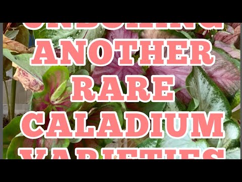 ვიდეო: Caladium, არ უნდა იყოს დაბნეული Cladium