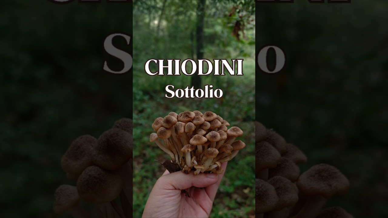 CHIODINI sott'olio: ricetta ZERO tossine e botulino!