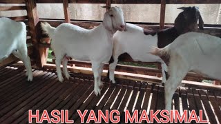 Download Lagu Luar biasa breading kambing cross boer MP3