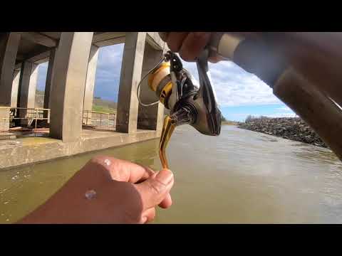 Video: Pesca De Fundido. Qué Y Qué Atrapar. Atrapa Un Pez Pepino