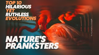 Nature's Pranksters: Top 10 Hilarious Yet Ruthless Evolutions by uniqwiki 6 views 2 months ago 3 minutes, 41 seconds
