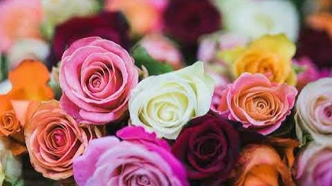 سورة التكاثر بصوت القارئ اسامة صبحي حسين #تلاوة #القرآن_الكريم #قرآن #القرآن #قران #quran