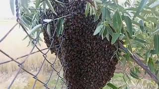 Oğul Nasıl Olur ? Kovana Nasıl Alınır ?