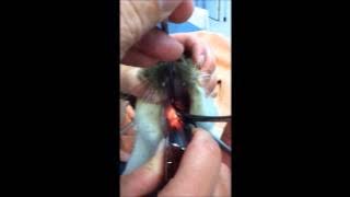 Nasopharyngeal stenosis dilation in a cat, Neko