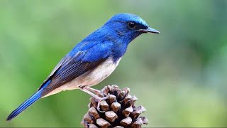 Sulingan Laut  Tledekan Lautcyanoptila Cyanomelana 