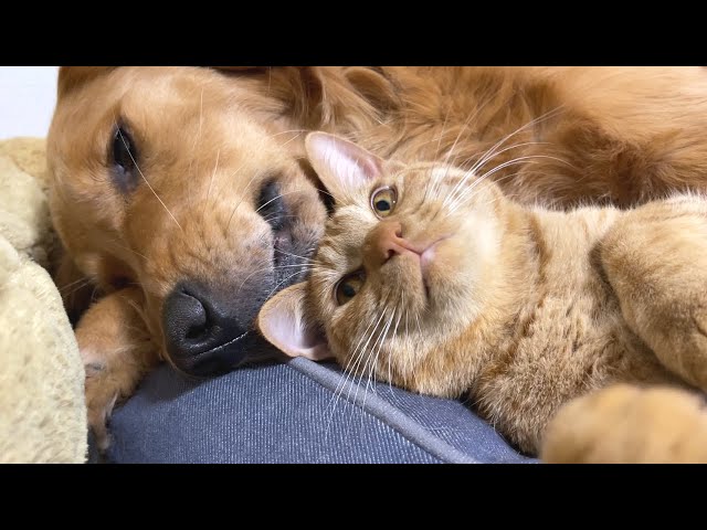 愛犬、愛猫大好き (*^^*) sddefault.jpg
