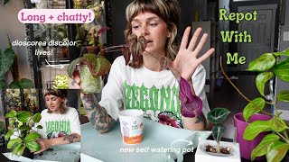 repot with me! answering your questions ✨ alocasia, dioscorea discolour, + hoya